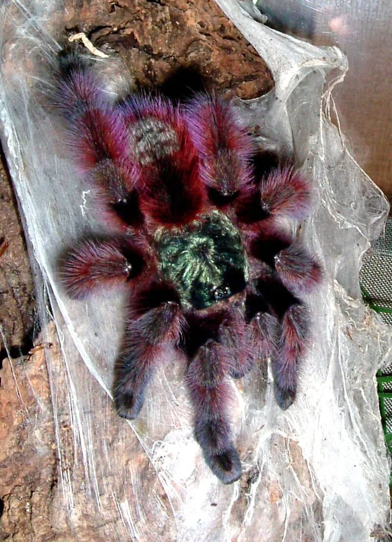 19430 indian ornamental tarantula