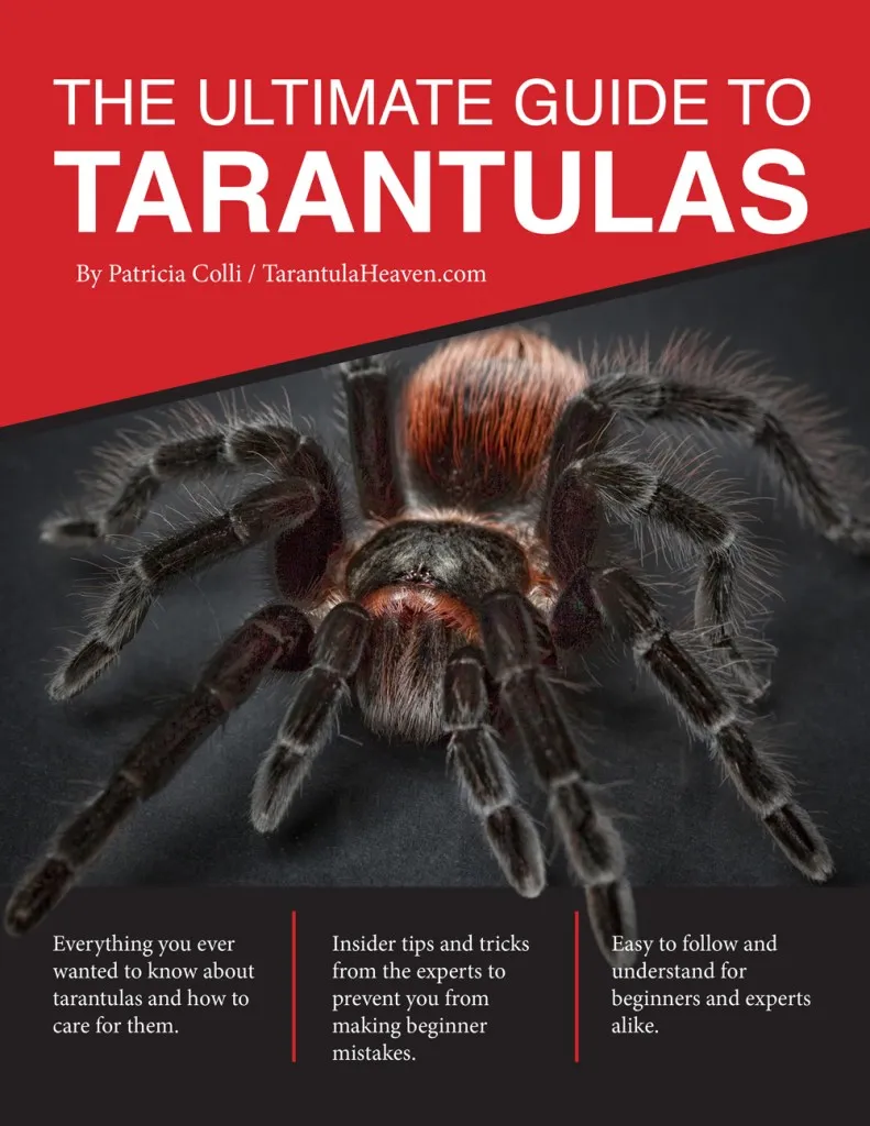 19430 panama blonde tarantula