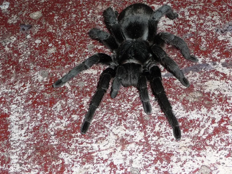 19430 pinktoe tarantula