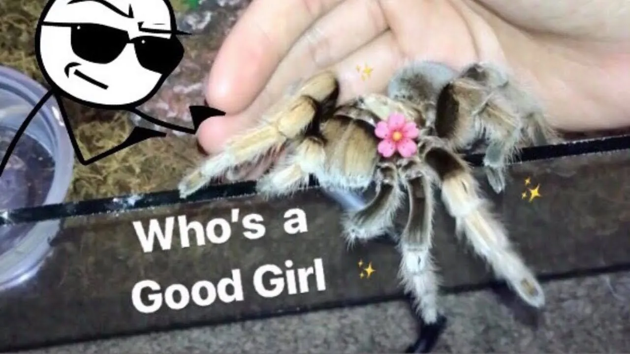 19430 versicolor tarantula