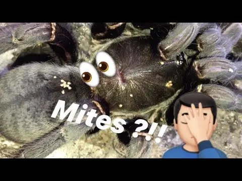 19431 soil mites tarantula 1