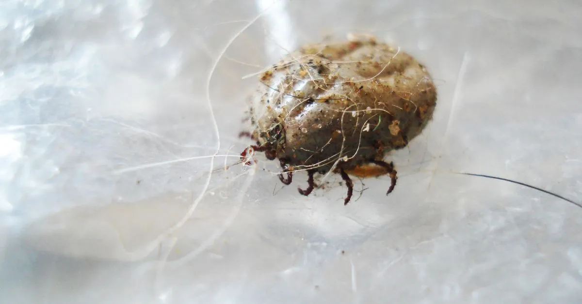19431 soil mites tarantula 2
