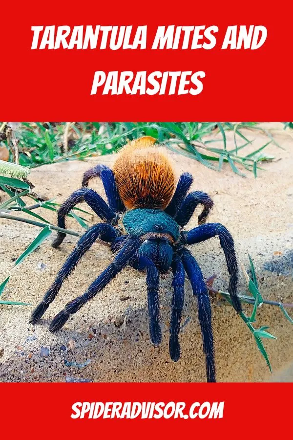 19431 soil mites tarantula 4