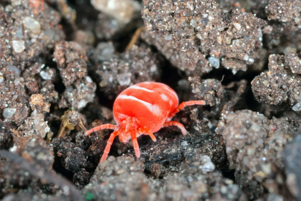 19431 soil mites tarantula 5
