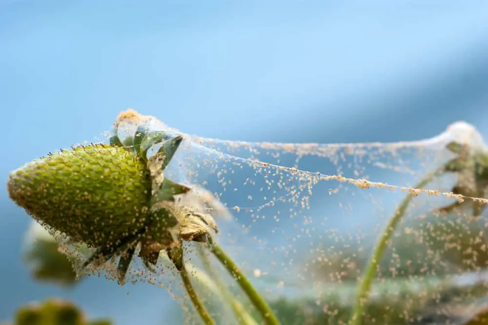 /img/19431-soil-mites-tarantula-6.webp