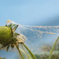 /img/19431-soil-mites-tarantula-6.webp