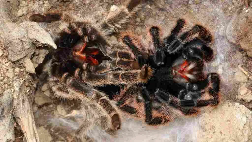 /img/19432-tarantula-stuck-molt.webp