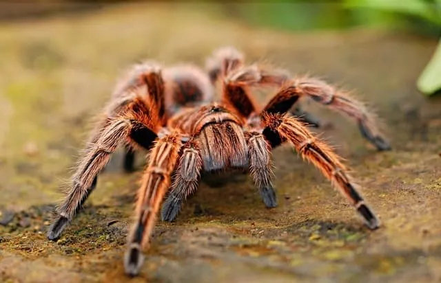 19433 tarantula feeding