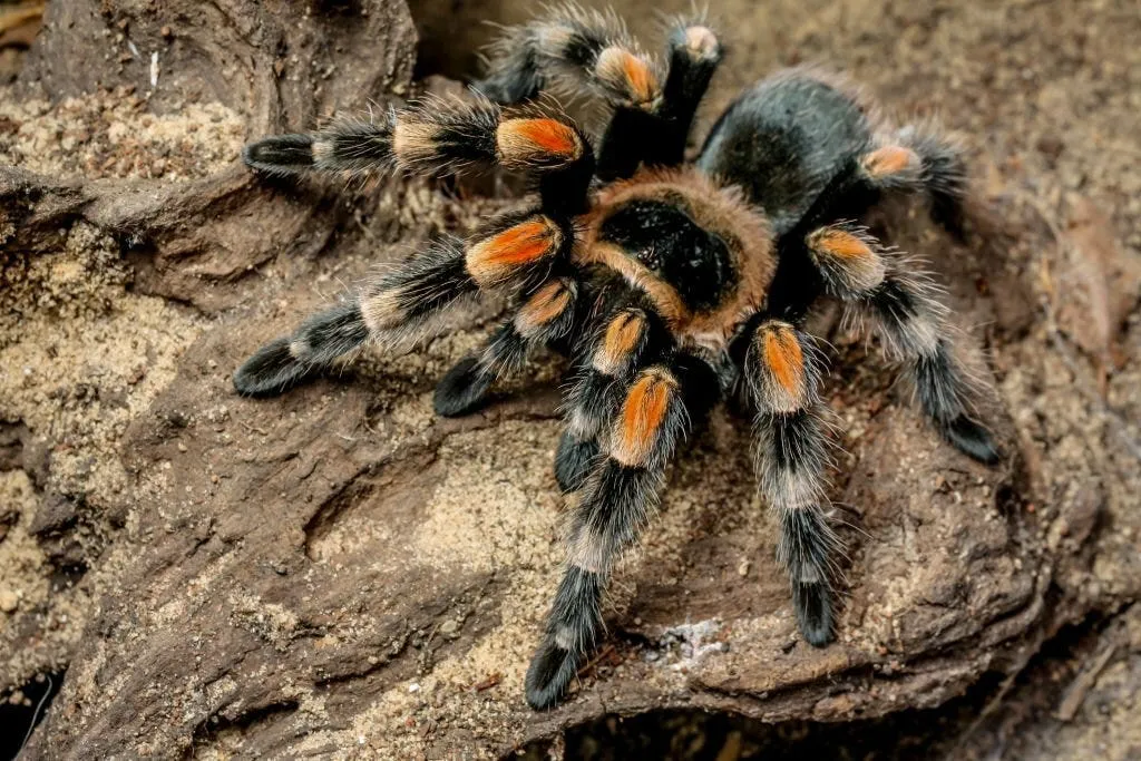/img/19433-tarantula-handling.webp