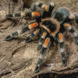 /img/19433-tarantula-handling.webp