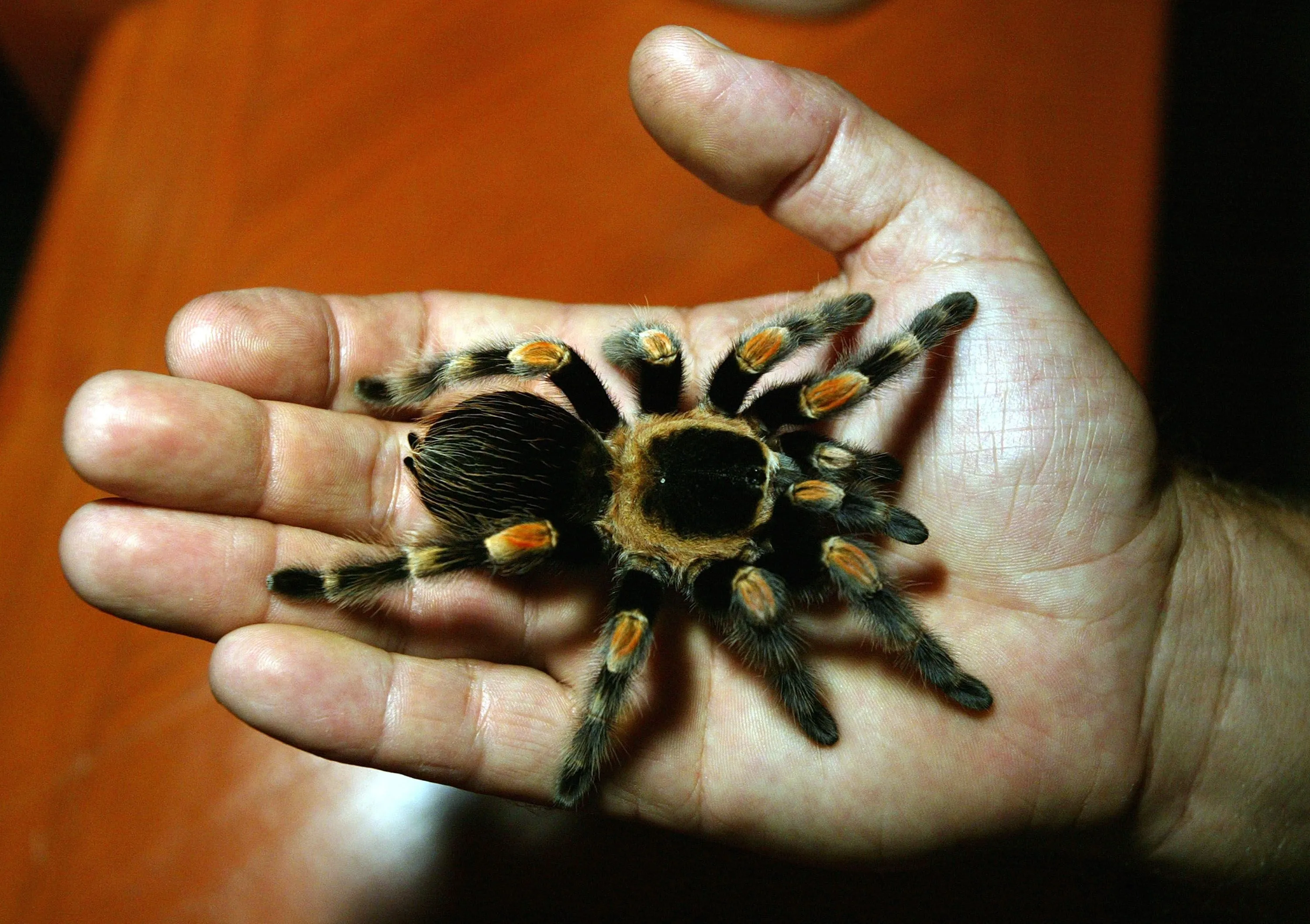 19433 tarantula molting