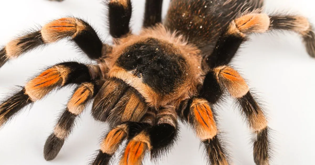 19433 tarantula substrate