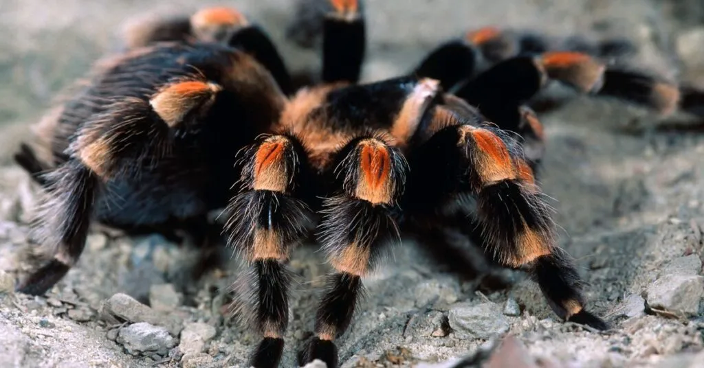 19433 tarantula water