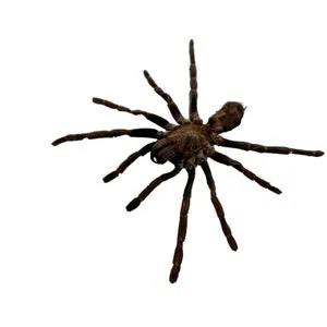 19434 tiger spider tarantula characteristics