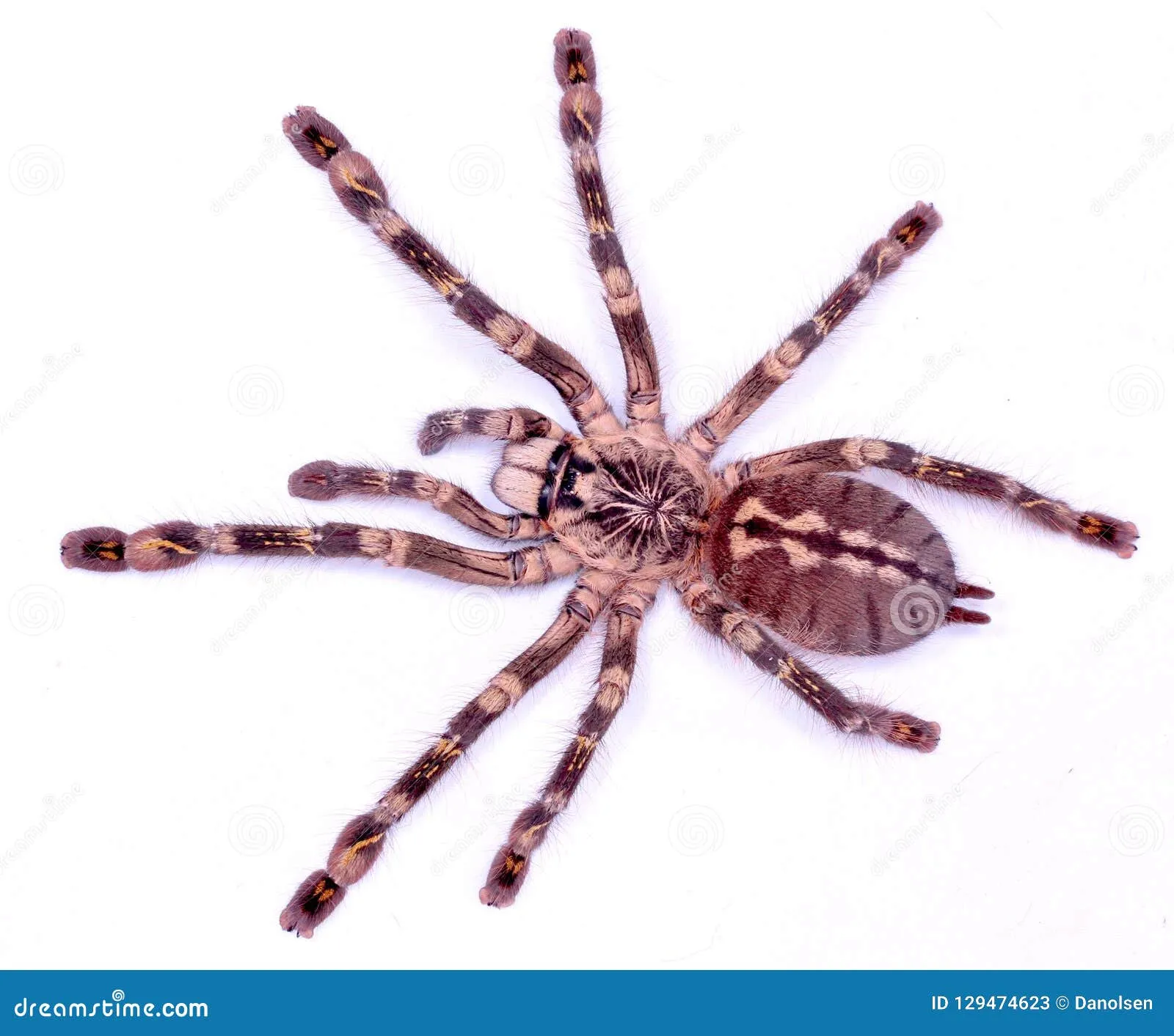 /img/19434-tiger-spider-tarantula-conservation.webp
