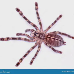 /img/19434-tiger-spider-tarantula-conservation.webp