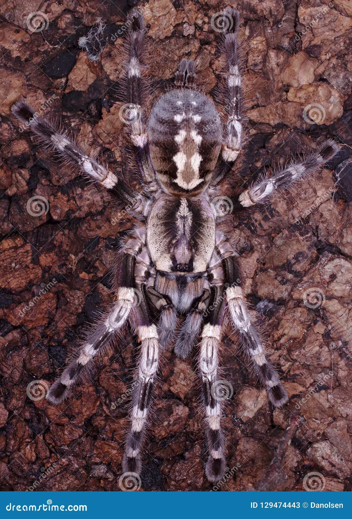 19434 tiger spider tarantula defense