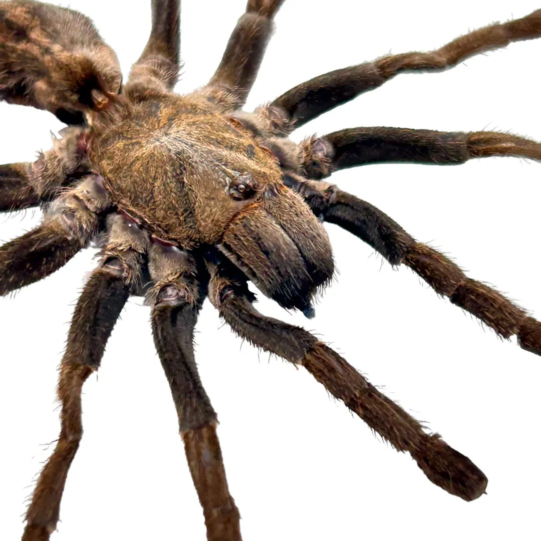 19434 tiger spider tarantula feeding