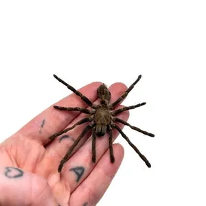 19434 tiger spider tarantula habitat