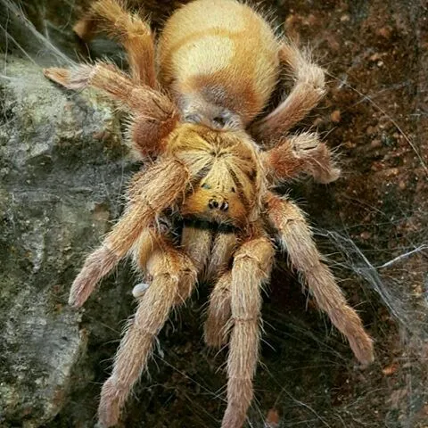 19434 tiger spider tarantula pet