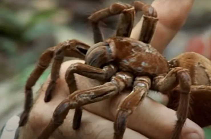 19435 chihuahuan brown tarantula