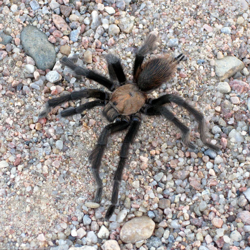 19435 oklahoma brown tarantula