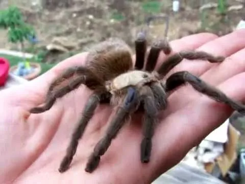 19435 texas tan tarantula