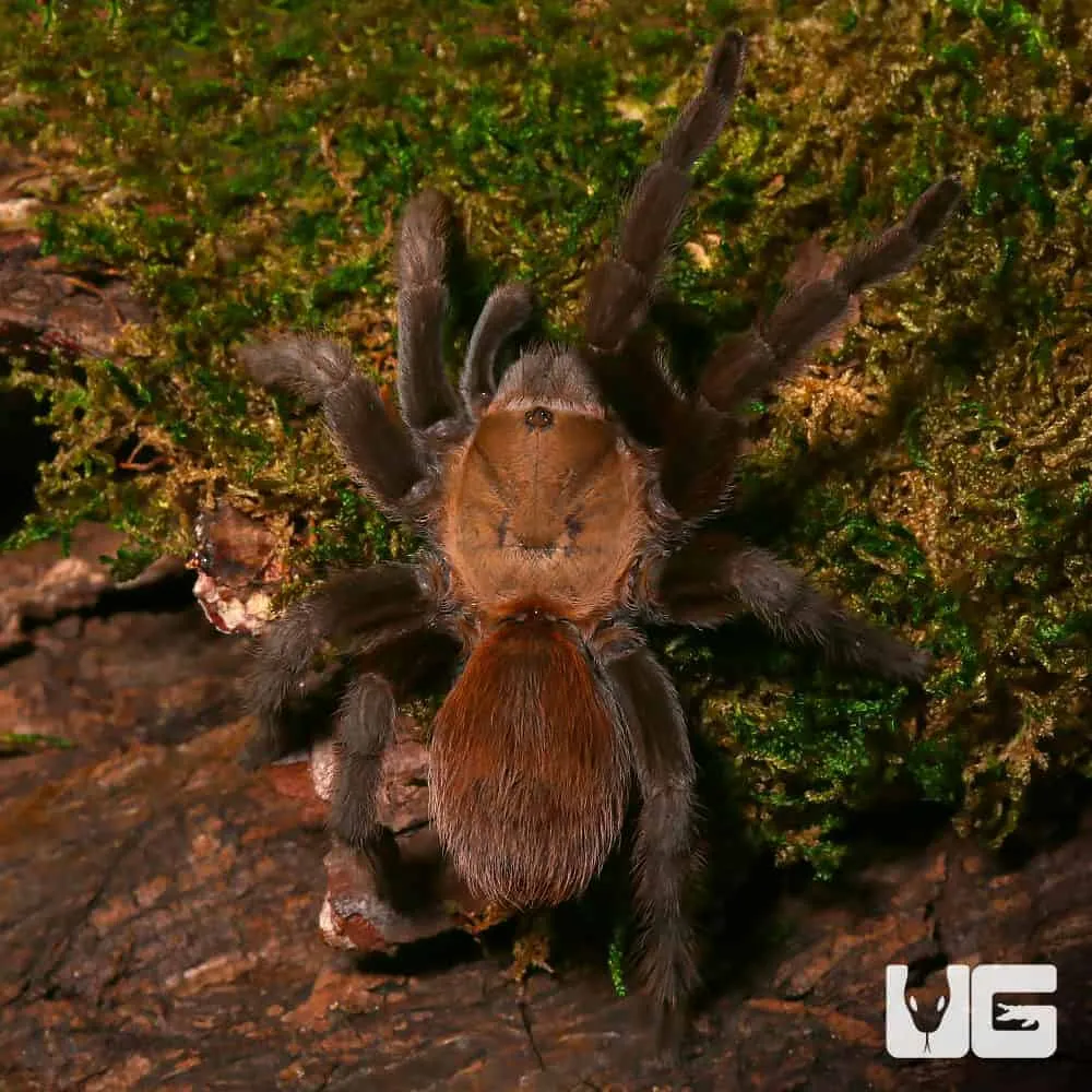 19435 texas tarantula feeding