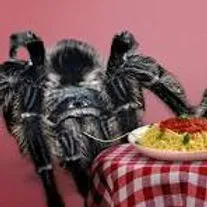 19435 texas tarantula molting