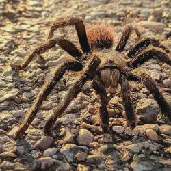/img/19435-texas-tarantula-species-map.webp
