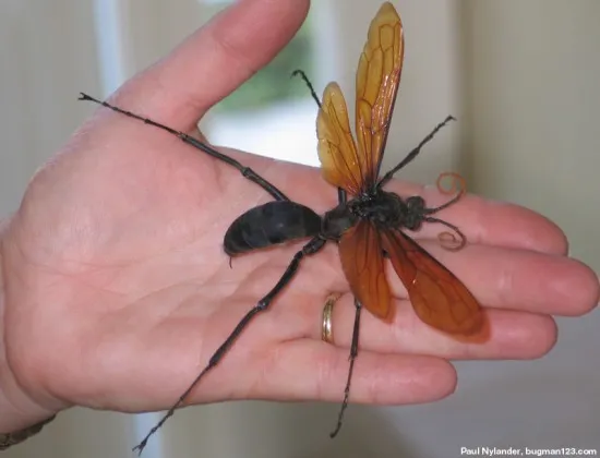 19436 wizard101 tarantula hawk battle