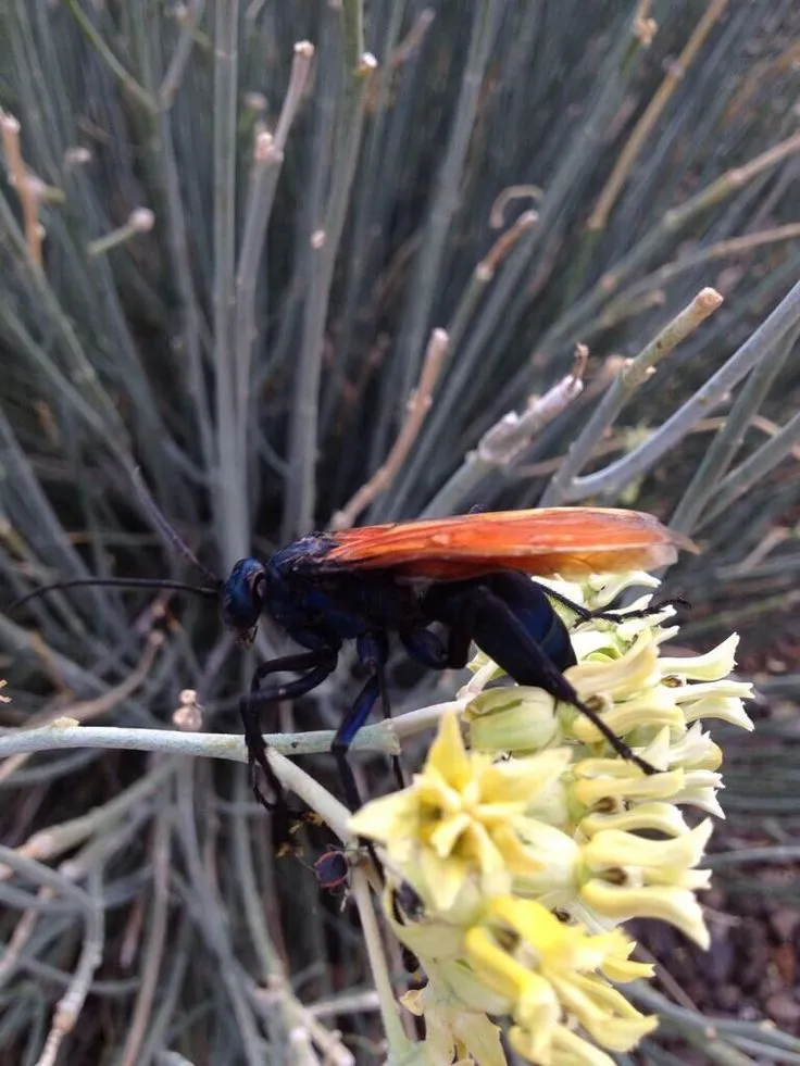 19436 wizard101 wizard city tarantula hawk