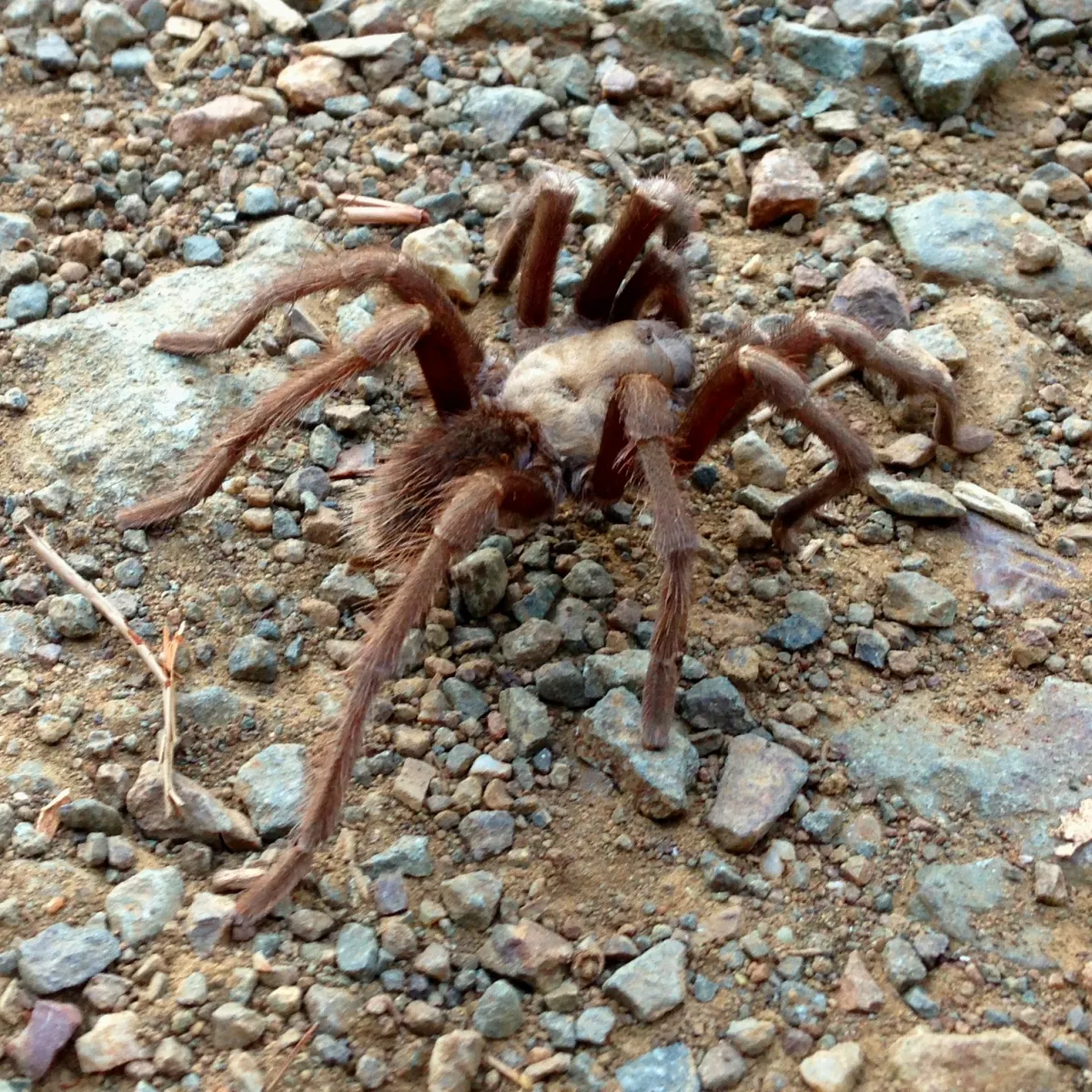 19437 tarantula habitat arizona