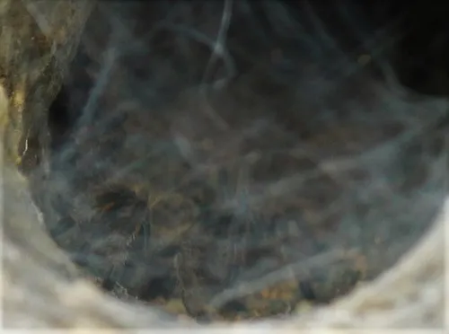 19438 chainanus tarantula behavior