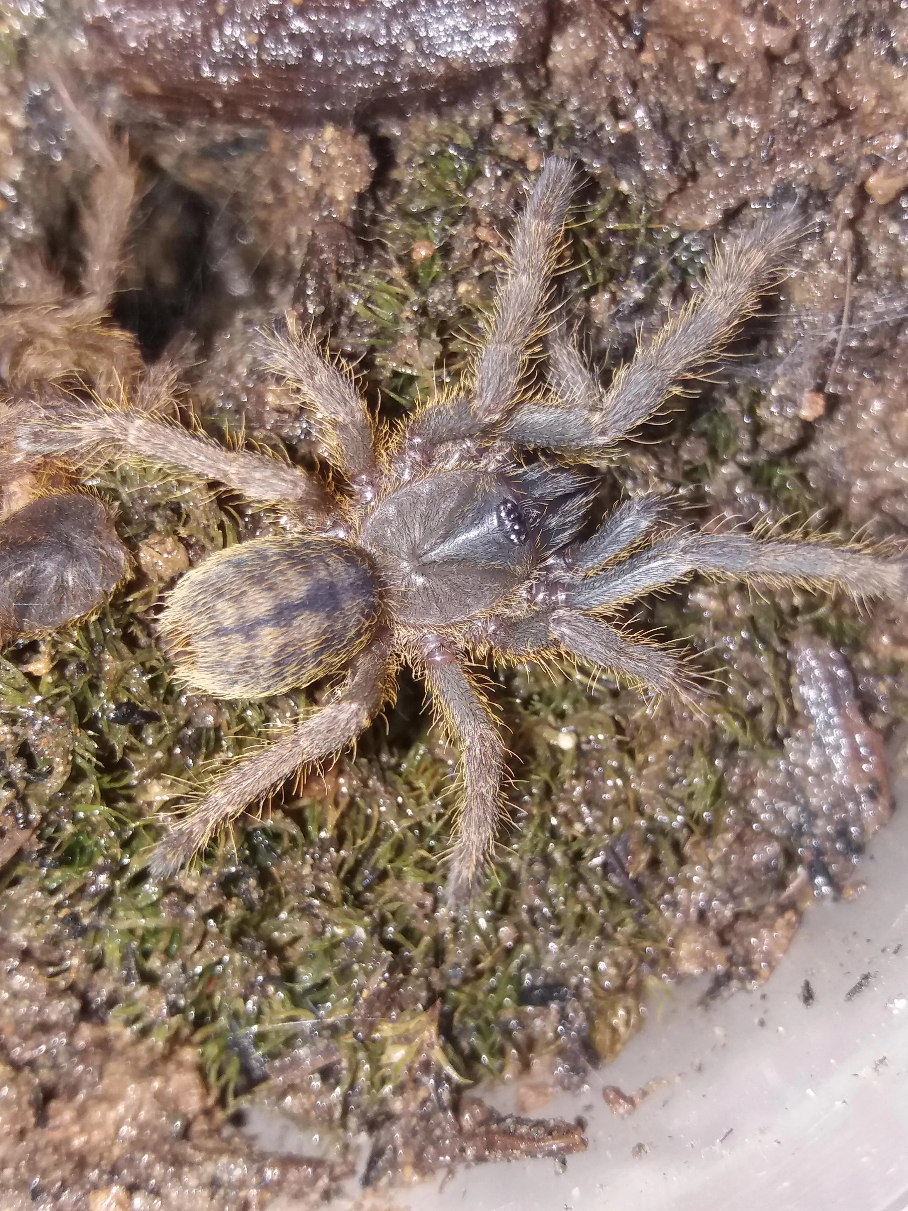 /img/19438-chainanus-tarantula-conservation.webp