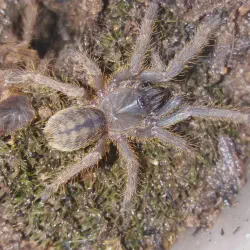 /img/19438-chainanus-tarantula-conservation.webp