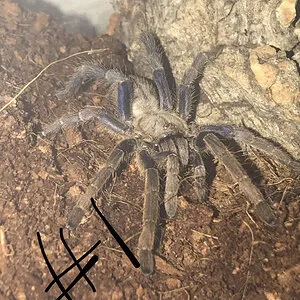 19438 chainanus tarantula eating