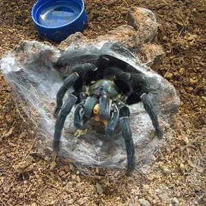 19438 chainanus tarantula habitat