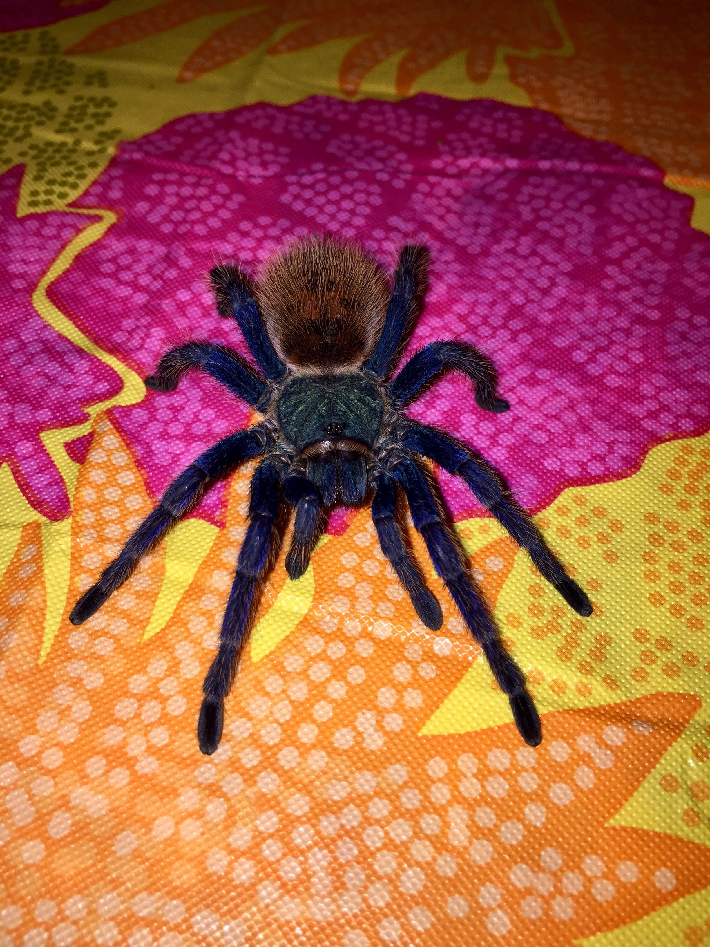 19438 chainanus tarantula mating