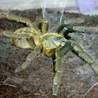 19438 chainanus tarantula overview
