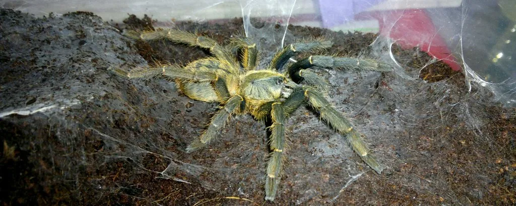 19438 chainanus tarantula size