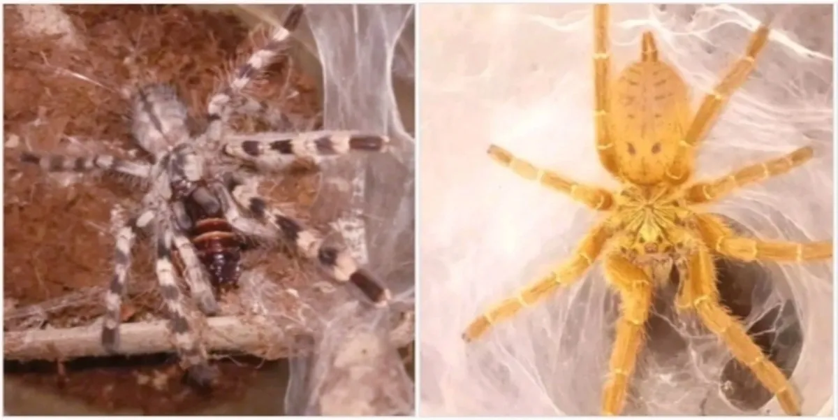 19439 tarantula coloration