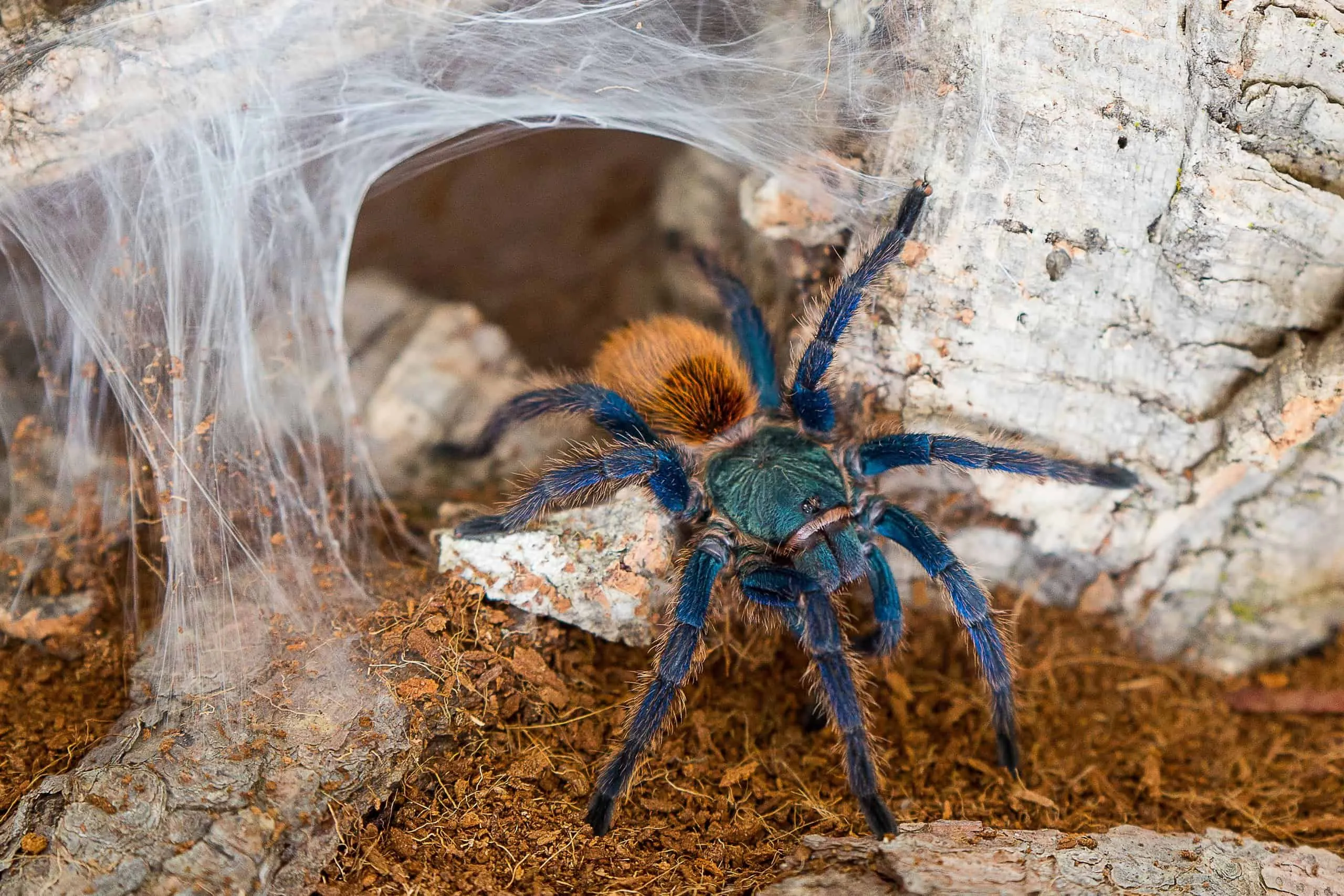 /img/19439-tarantula-guide.webp