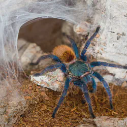 /img/19439-tarantula-guide.webp