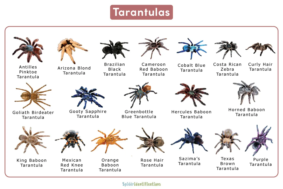 19439 tarantula legspan