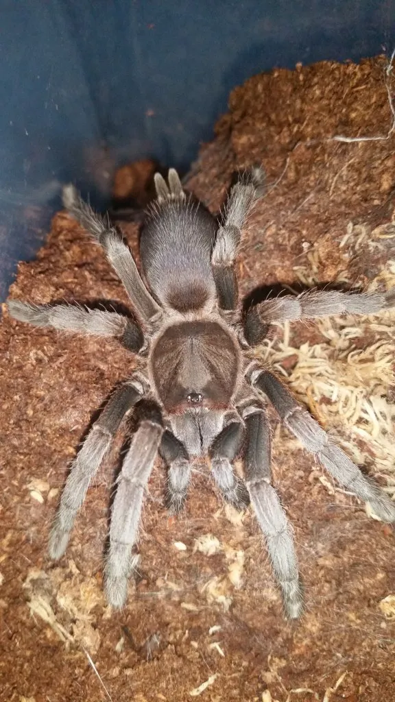 19439 tarantula location