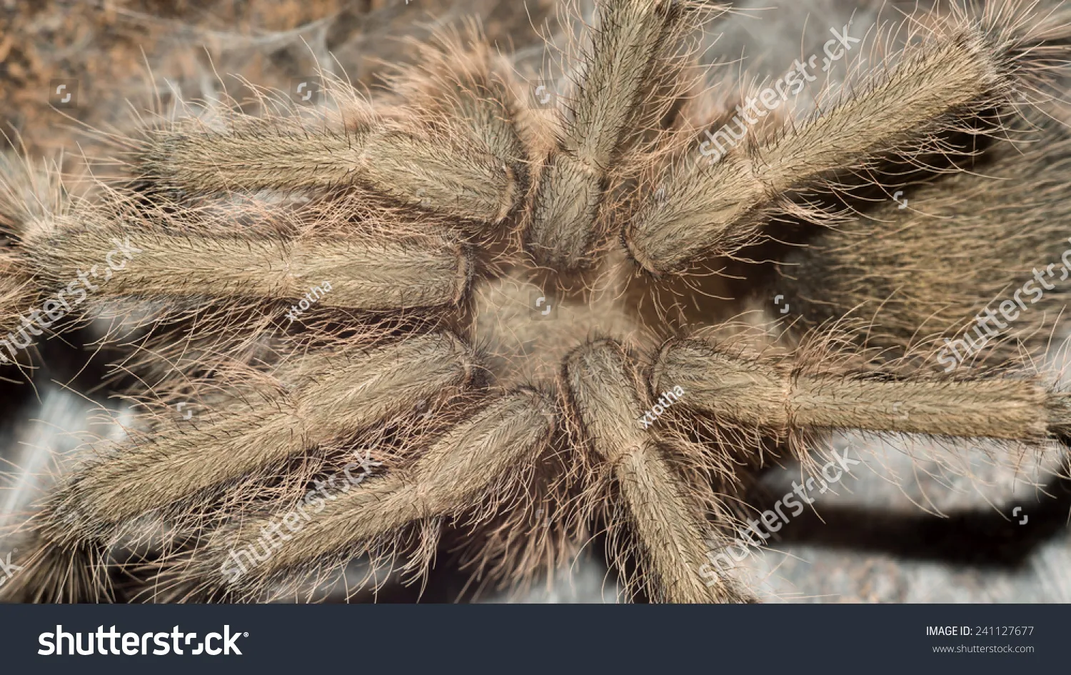 19440 healthy tarantula
