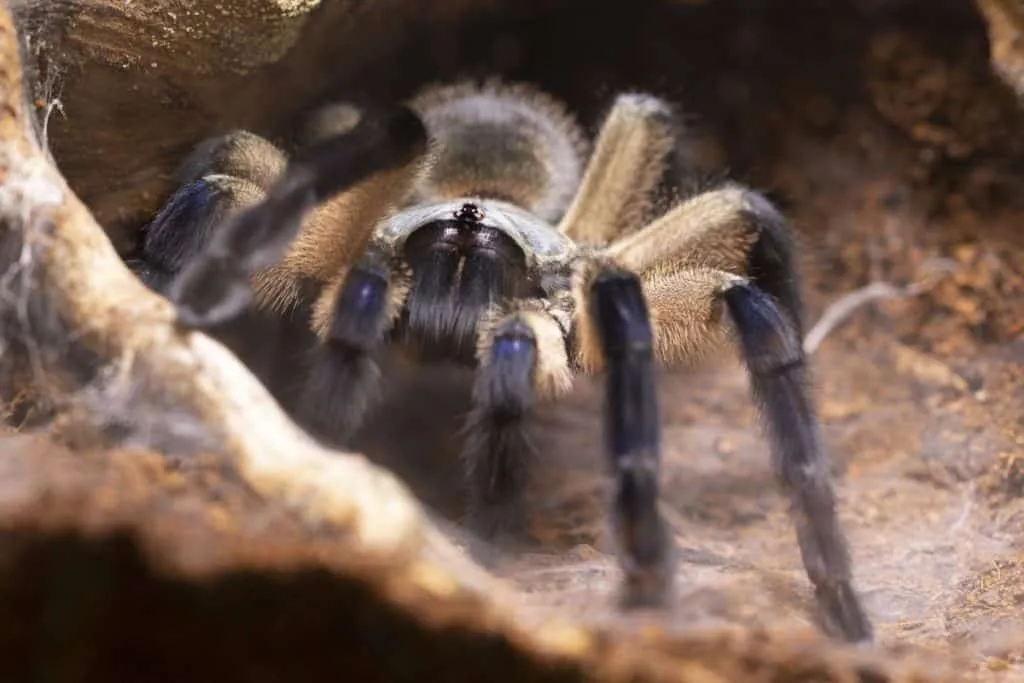 19440 rare tarantula