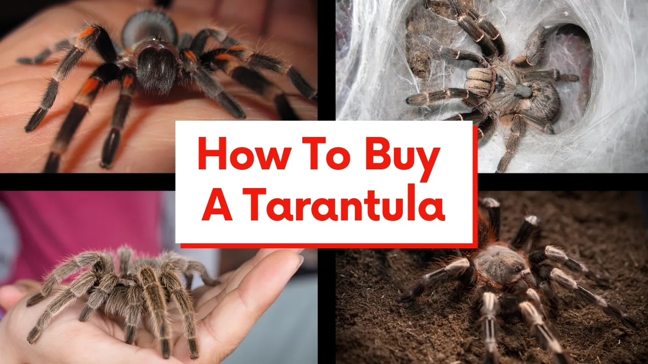 /img/19440-tarantula-enclosure.webp