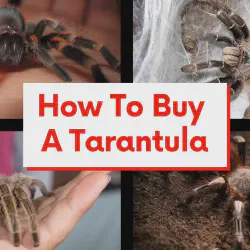 /img/19440-tarantula-enclosure.webp